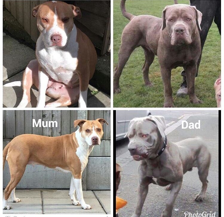 american molossus price